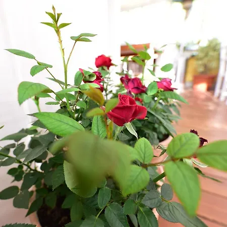 Quodlibet Panzió 4*